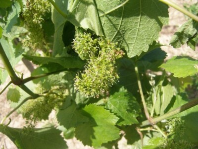 Cvatnja chardonnay i napad moljca