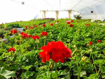 Cvećarstvo, lep ali težak posao