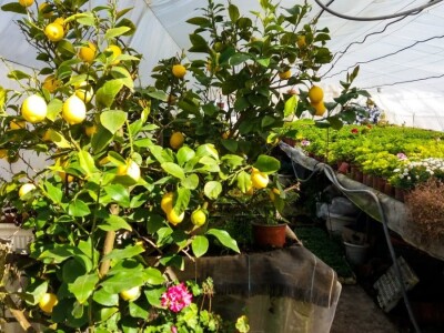 Cvećarstvo, lep ali težak posao