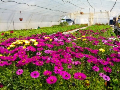 Cvećarstvo, lep ali težak posao