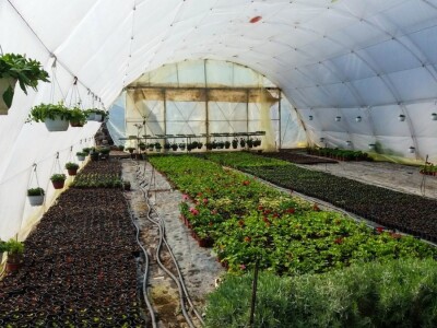 Cvećarstvo, lep ali težak posao