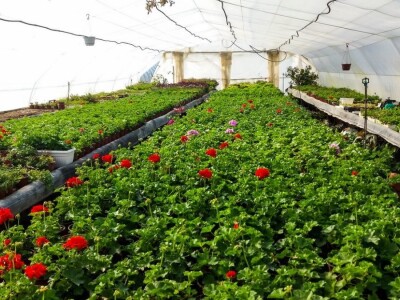 Cvećarstvo, lep ali težak posao