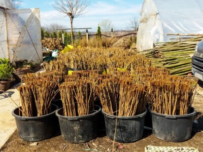 Cvećarstvo, lep ali težak posao