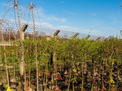 Cvećarstvo, lep ali težak posao