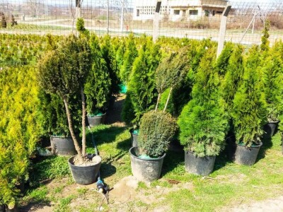 Cvećarstvo, lep ali težak posao