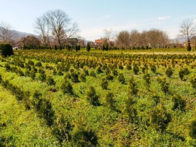 Cvećarstvo, lep ali težak posao