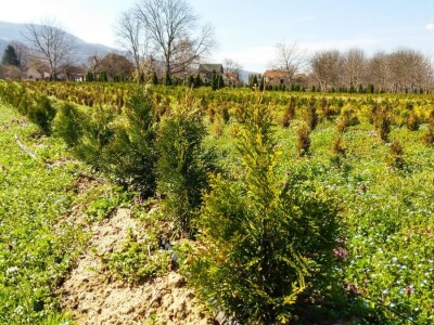 Cvećarstvo, lep ali težak posao