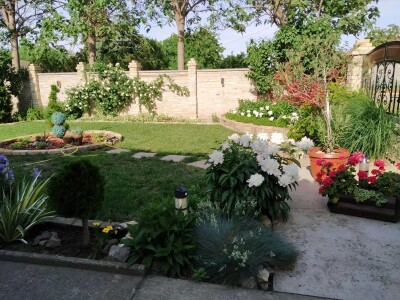 Cveće (dvorište  Ane i Daniela Pinćira)