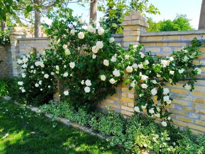 Cveće (dvorište  Ane i Daniela Pinćira)