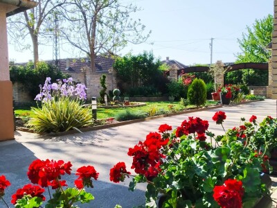 Cveće (dvorište  Ane i Daniela Pinćira)