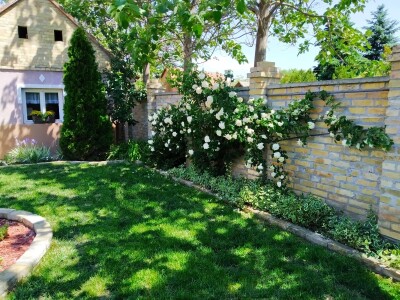 Cveće (dvorište  Ane i Daniela Pinćira)