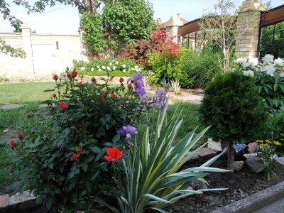 Cveće (dvorište  Ane i Daniela Pinćira)