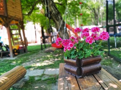 Cveće (dvorište  Ane i Daniela Pinćira)