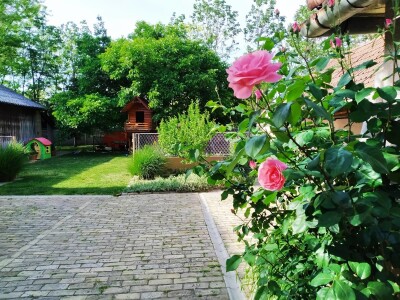 Cveće (dvorište  Ane i Daniela Pinćira)