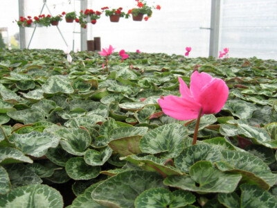 Cveće u Stančić stiglo iz Afrike Cveće u Stančić stiglo iz Afrike