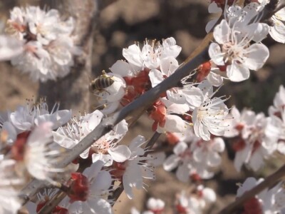 Cvet kajsije mrzne na -1 stepen
