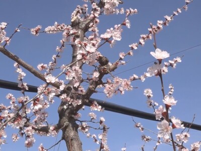 Cvet kajsije mrzne na -1 stepen