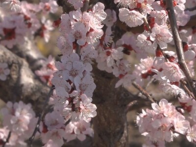 Cvet kajsije mrzne na -1 stepen