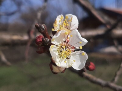 Cvet kajsije mrzne na -1 stepen