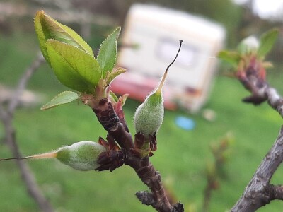 Cvet kajsije mrzne na -1 stepen