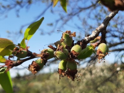 Cvet kajsije mrzne na -1 stepen