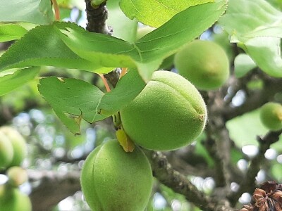 Cvet kajsije mrzne na -1 stepen