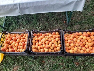 Cvet kajsije mrzne na -1 stepen