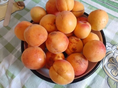 Cvet kajsije mrzne na -1 stepen