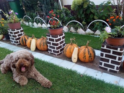 Cvetna oaza porodice Lončarević