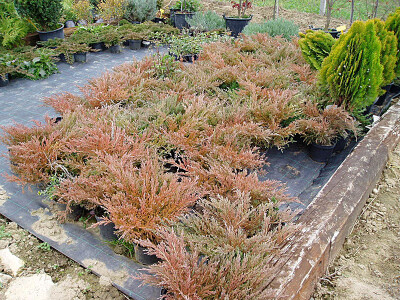 Velik izbor cvijeća dokaz je velikog truda  i rada