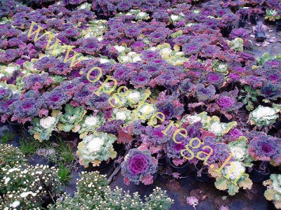 Atrakcija je u obliku i boji