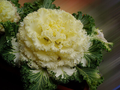 Ukrasni kelj u nježnoj žutoj varijanti