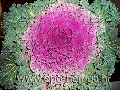 Ukrasni kelj - posebno specifičan