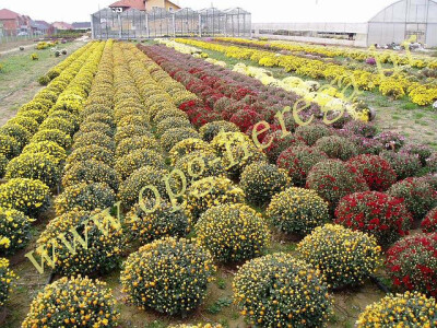 Lijepo posloženo cvijeće i u nizu