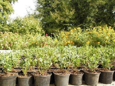 Cvijeće na imanju OPG Vedran Pezelj uzgojeno humusnim čajem