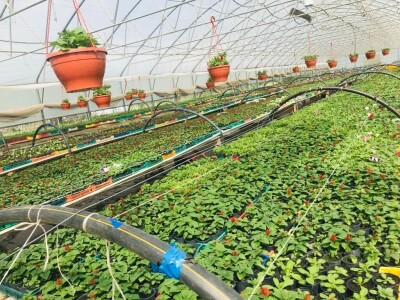 cvijeće plastenik cvijeće plastenik