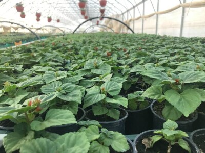 cvijeće plastenik cvijeće plastenik