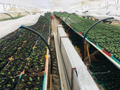 cvijeće plastenik cvijeće plastenik