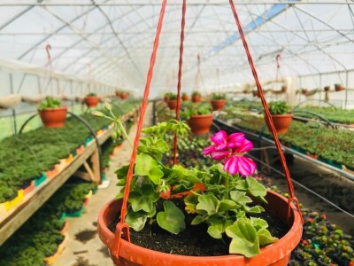 cvijeće plastenik cvijeće plastenik