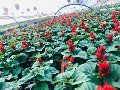 cvijeće plastenik cvijeće plastenik