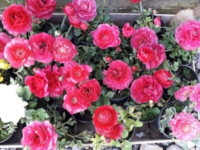 Cvijeće za svačiji ukus i džep