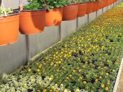 Cvijeće za svačiji ukus i džep