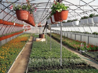 Cvijeće za svačiji ukus i džep