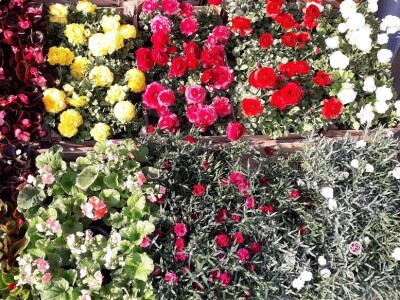 Cvijeće za svačiji ukus i džep