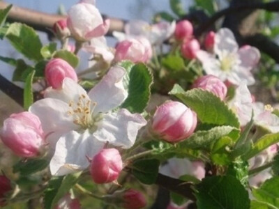 Rana proljetna paša za razvoj pčelinjih zajednica