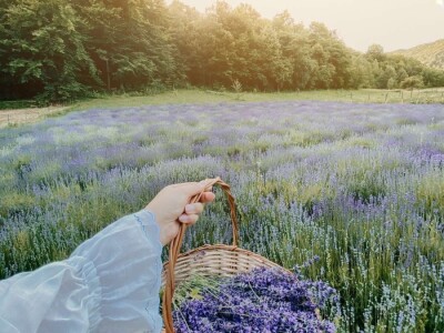 Cvijetni okusi iz Sherbetlook-a