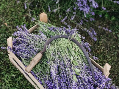 Cvijetni okusi iz Sherbetlook-a