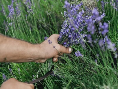 Cvijetni okusi iz Sherbetlook-a