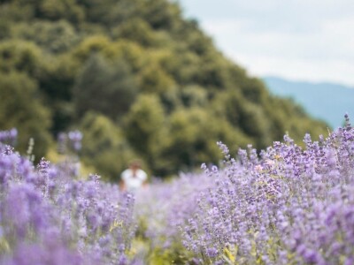 Cvijetni okusi iz Sherbetlook-a