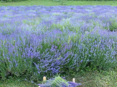 Cvijetni okusi iz Sherbetlook-a